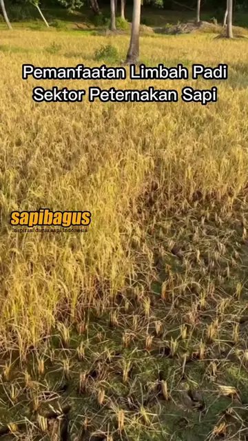 Pemanfaatan-Limbah-Padi-Sektor-Peternakan-Sapi-